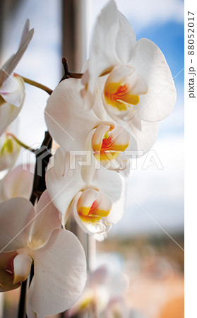 large white orchid flowers on a brown background 88052017
