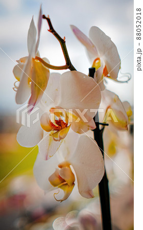 large white orchid flowers on a brown background 88052018