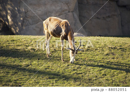 A beautiful large African antelope grazes on the lawn. 88052051