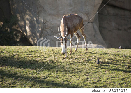 A beautiful large African antelope grazes on the lawn. A beautiful large African antelope grazes on the lawn. 88052052