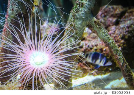 Beautiful anemone and fish on a coral reef Beautiful anemone and fish on a coral reef 88052053