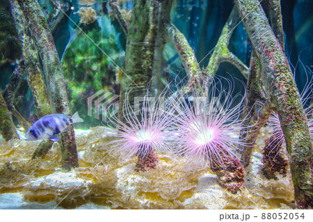 Beautiful anemone and fish on a coral reef 88052054