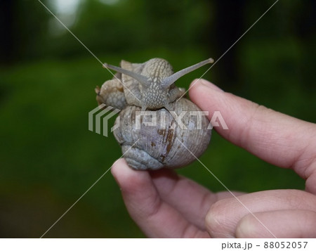 big snail in the hand of man 88052057