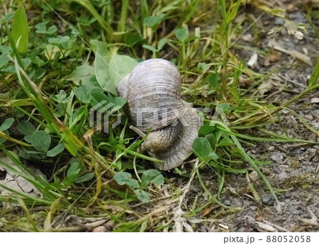 big snail in the hand of man 88052058