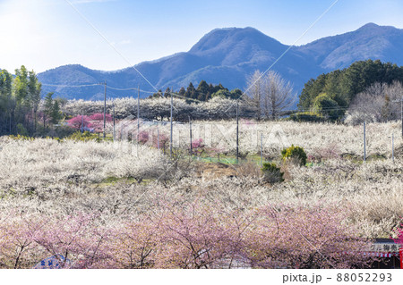 箕郷梅林 群馬県 高崎市あ 箕郷梅林 群馬県 高崎市あ 88052293