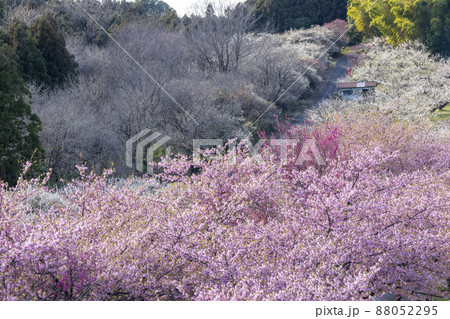 箕郷梅林 　群馬県　高崎市あ 88052295