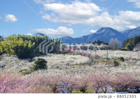 箕郷梅林 　群馬県　高崎市あ 88052305