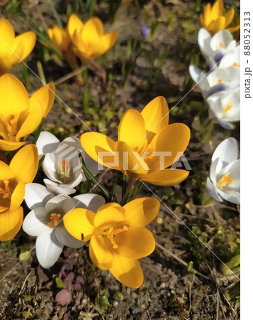 Spring primroses. Blooming crocuses. Crocuses as a symbol of spring. Blooming yellow and white crocus. Spring primroses. Blooming crocuses. Crocuses as a symbol of spring. Blooming yellow and white crocus. 88052313
