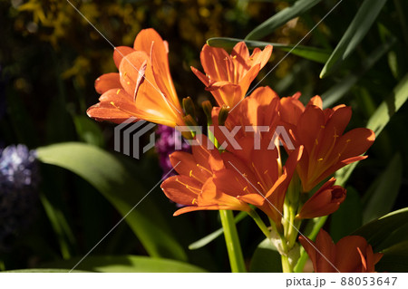 Clivia cinnabar. Red inflorescence in the rays of the sun. Background, texture Clivia cinnabar. Red inflorescence in the rays of the sun. Background, texture 88053647