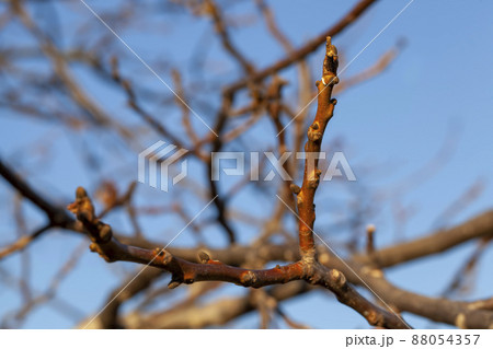 tree branches against the blue sky tree branches against the blue sky 88054357