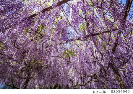 〈鳥取県〉藤の花 藤寺 住雲寺 〈鳥取県〉藤の花 藤寺 住雲寺 88054949