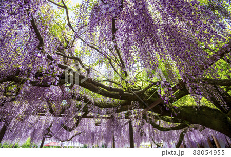 〈鳥取県〉藤の花 藤寺 住雲寺 〈鳥取県〉藤の花 藤寺 住雲寺 88054955