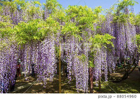 〈鳥取県〉藤の花 藤寺 住雲寺 〈鳥取県〉藤の花 藤寺 住雲寺 88054960