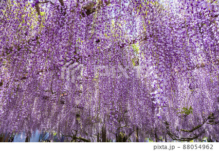 〈鳥取県〉藤の花 藤寺 住雲寺 〈鳥取県〉藤の花 藤寺 住雲寺 88054962
