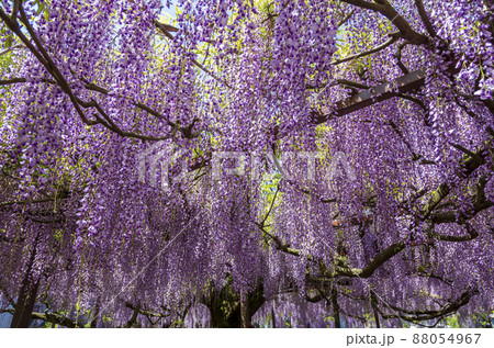 〈鳥取県〉藤の花　藤寺　住雲寺 88054967