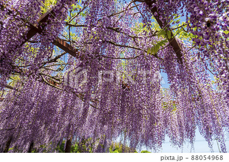 〈鳥取県〉藤の花 藤寺 住雲寺 〈鳥取県〉藤の花 藤寺 住雲寺 88054968
