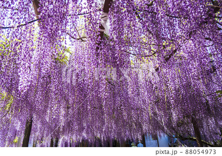 〈鳥取県〉藤の花 藤寺 住雲寺 〈鳥取県〉藤の花 藤寺 住雲寺 88054973