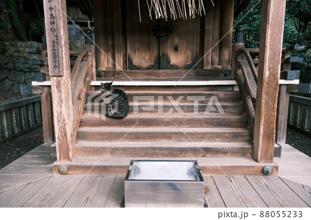 【太宰府天満宮｜中島神社】賽銭箱と猫 88055233