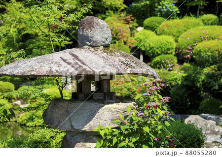 梅雨の花 日本庭園の紫陽花の花 梅雨の花 日本庭園の紫陽花の花 88055280