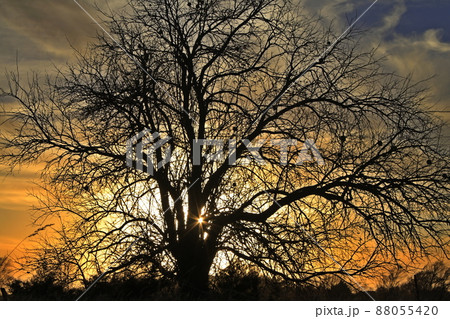 A Kansas colorful Sunset with a tree silhouette out in the country with a colorful sky. 88055420