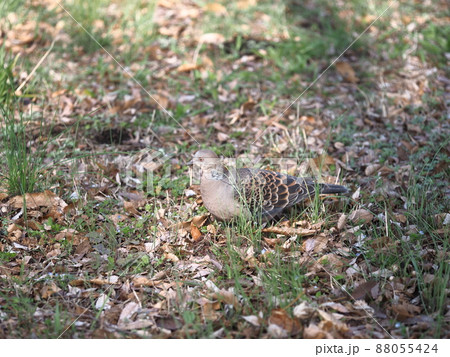 林のキジバト 88055424