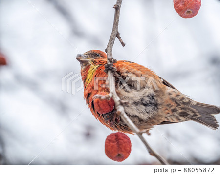Red Crossbill male sitting on the tree branch and eats wild apple berries. Crossbill bird eats berries. 88055872