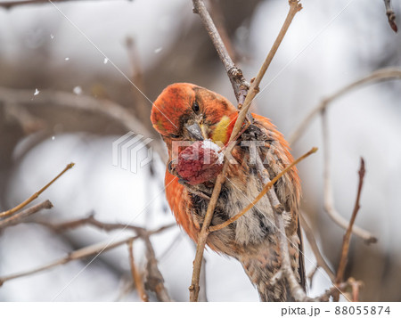Red Crossbill male sitting on the tree branch and eats wild apple berries. Crossbill bird eats berries. 88055874