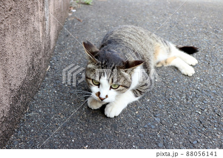 キジシロ地域猫の昼下がり 88056141