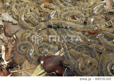 アズマヒキガエルの卵塊 アズマヒキガエルの卵塊 88056160