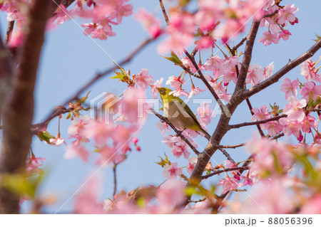 河津桜の蜜を吸うメジロ 88056396