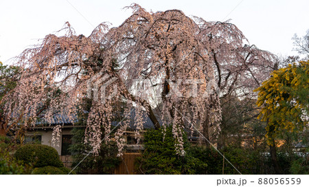 枝垂桜 88056559