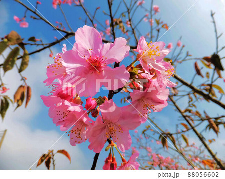 桜 さくら サクラ 88056602