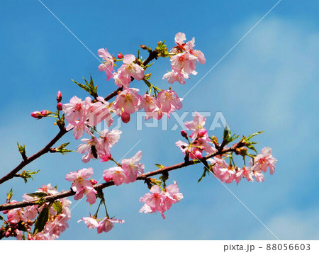 櫻花の写真素材 [88056603] - PIXTA