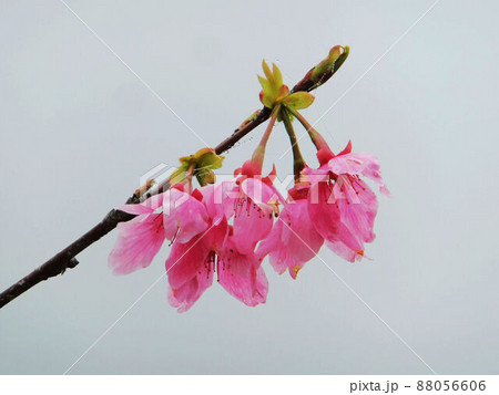 桜 さくら サクラ 88056606
