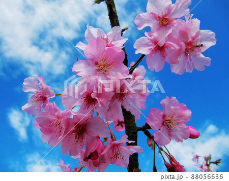 桜 さくら サクラ 88056636
