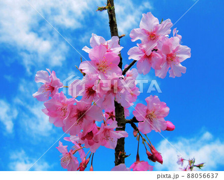 桜 さくら サクラ 88056637