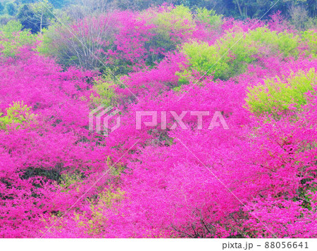 桜 さくら サクラ 88056641
