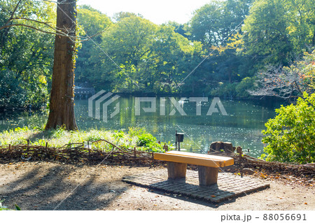 日本】東京、井の頭公園の森に囲まれた池の側にある無人の木製ベンチの写真素材 [88056691] - PIXTA