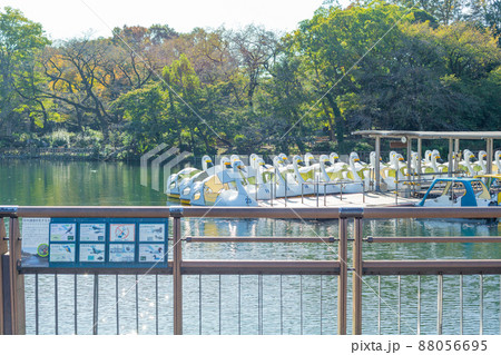 【日本】東京、井の頭公園の橋の手すり越しに望む係留されたたくさんの白鳥型ボート 88056695