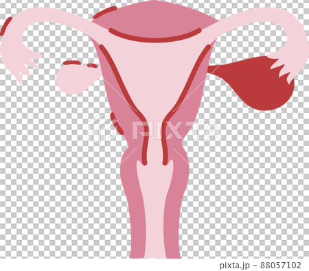 子宮のイラスト 子宮のイラスト 88057102