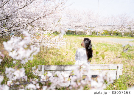 桜 ベンチ 女性 桜 ベンチ 女性 88057168