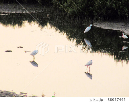 夕闇 たそがれ 薄暮 88057445