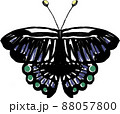 蝶々　アゲハ蝶　虫 88057800
