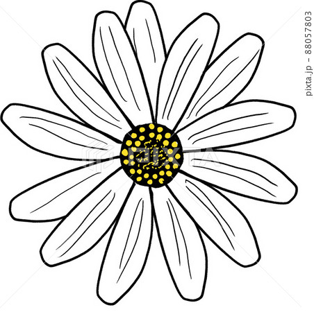 花　春の花　雛菊　 88057803