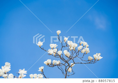 青空に白が際立つ白木蓮の花 青空に白が際立つ白木蓮の花 88057815