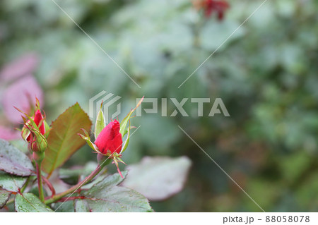 アムステルダム・バラの花の蕾 アムステルダム・バラの花の蕾 88058078
