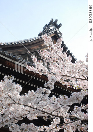 春の南禅寺 法堂の桜 京都市左京区 春の南禅寺 法堂の桜 京都市左京区 88058366