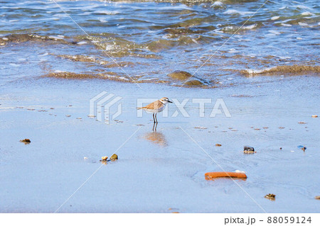 千葉県 南無谷海岸 青い空 海岸 シロチドリ 千葉県 南無谷海岸 青い空 海岸 シロチドリ 88059124