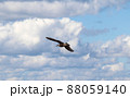 空を飛ぶウミネコの若鳥 88059140