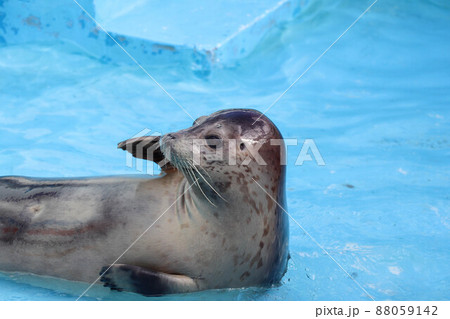 わっかりうむのアザラシ わっかりうむのアザラシ 88059142